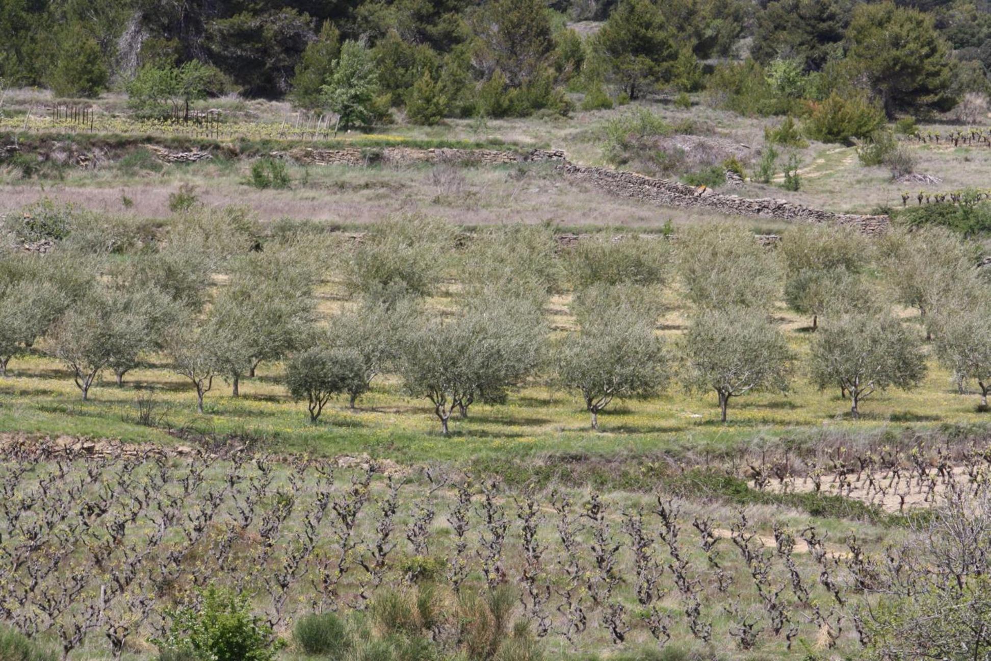 Domaine D'Azeou Guest House Laure-Minervois Luaran gambar